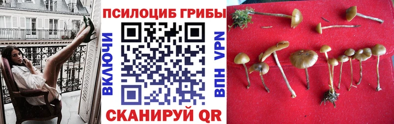 KRAKEN онион  Строитель  Галлюциногенные грибы Magic Shrooms  цена  