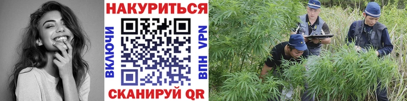 Конопля сатива  Строитель 